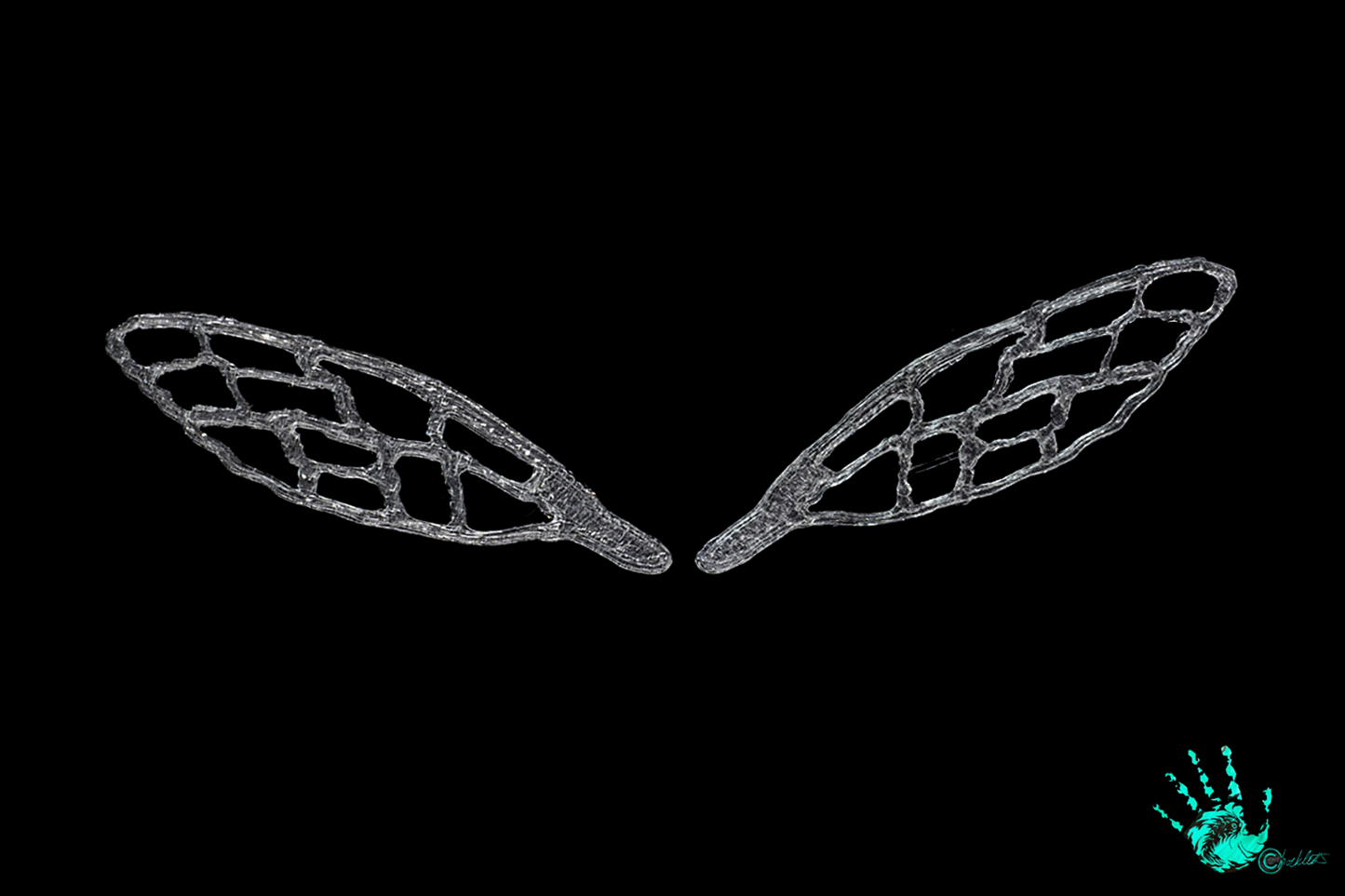 3D Bug Wings