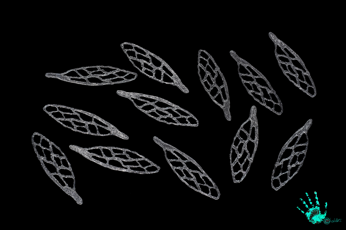 3D Bug Wings