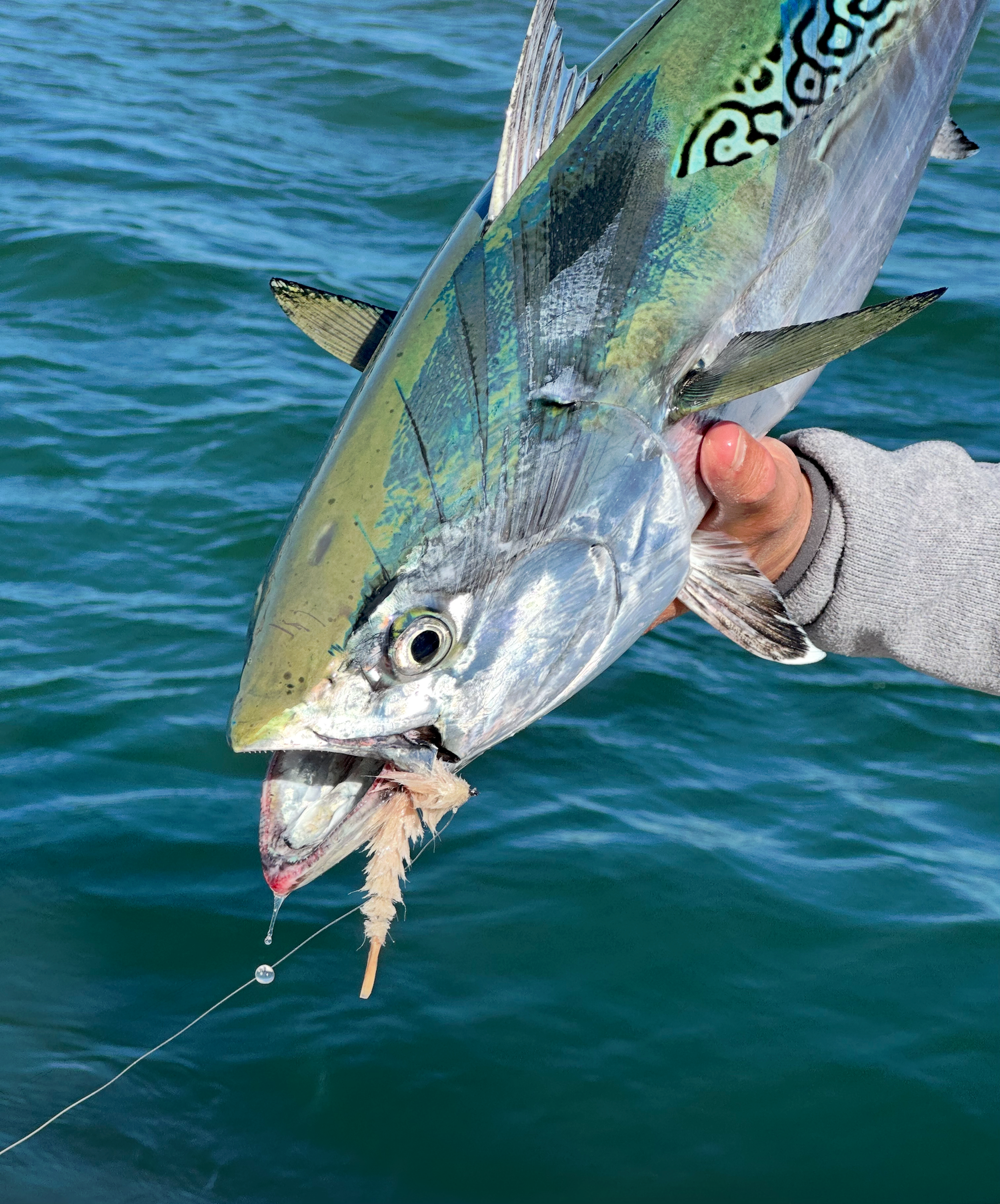 FALSE ALBACORE