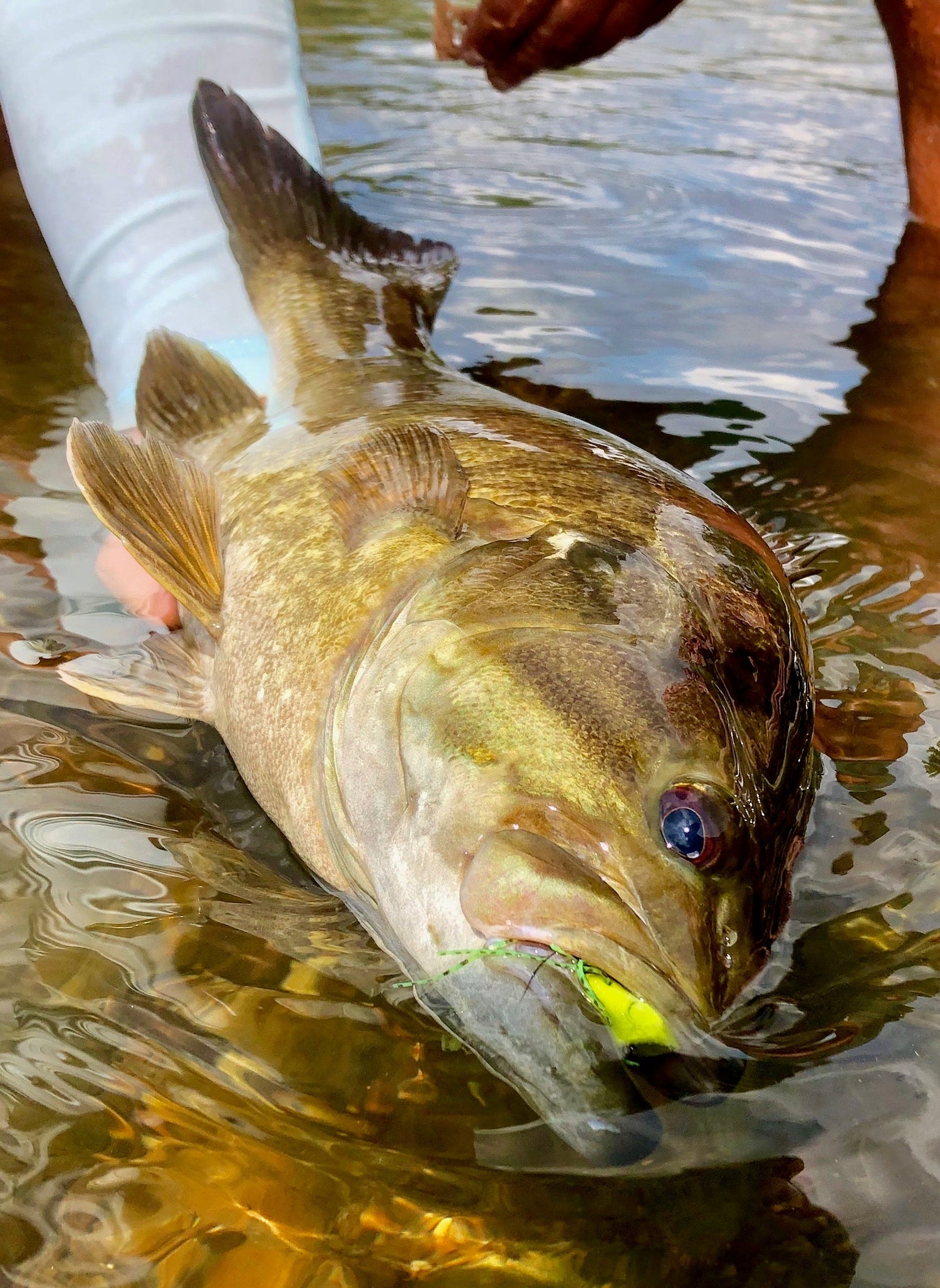 SMALLMOUTH SUMMER/FALL